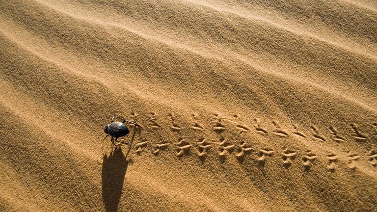 اكتشاف نوعين جديدين من الخنافس لأول مرة بالمغرب