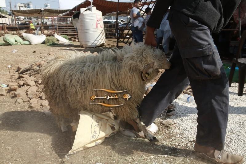 الاردن .. انخفاض الإقبال على الأضاحي