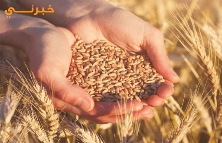 الأردن.. طرح عطاء لشراء  كميات من القمح