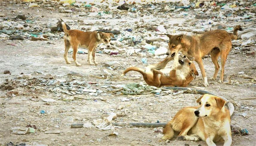 بالفيديو .. كلاب ضالة تسحل طفلاً في نجران بالسعودية