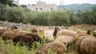 الحكومة تقر استراتيجية المراعي ٢٠٢٤ - ٢٠٣٠